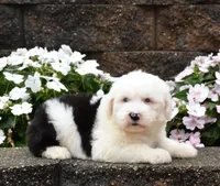 Maxie BLUE EYES, a female Old English Sheepdog for sale in Fredericksburg, OH – 3 of 3