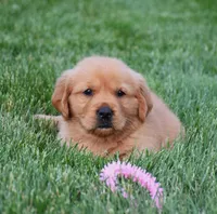 Aspy, a female Golden Retriever for sale in Fredericksburg, OH – 3 of 4
