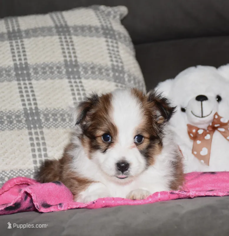 Zalli – Shetland Sheepdog puppy for sale in Fredericksburg, OH