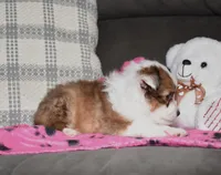 Zalli, a female Shetland Sheepdog for sale in Fredericksburg, OH – Photo 3 of 3