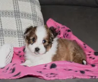 Zalli, a female Shetland Sheepdog for sale in Fredericksburg, OH – Photo 2 of 3