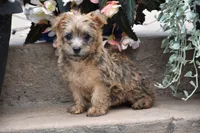 Zora, a female Cairn Terrier for sale in Fredericksburg, OH – 3 of 3