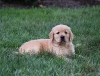 Oliver, a male Golden Retriever for sale in Fredericksburg, OH – 2 of 4