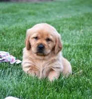 Andi, a female Golden Retriever for sale in Fredericksburg, OH – 3 of 4