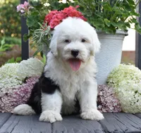 Kenya, a female Old English Sheepdog for sale in Fredericksburg, OH – 3 of 3