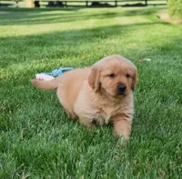 Annabella, a female Golden Retriever for sale in Fredericksburg, OH – 4 of 4