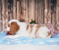 Dexter, a male Cavalier King Charles Spaniel for sale in Fredericksburg, OH – 4 of 4