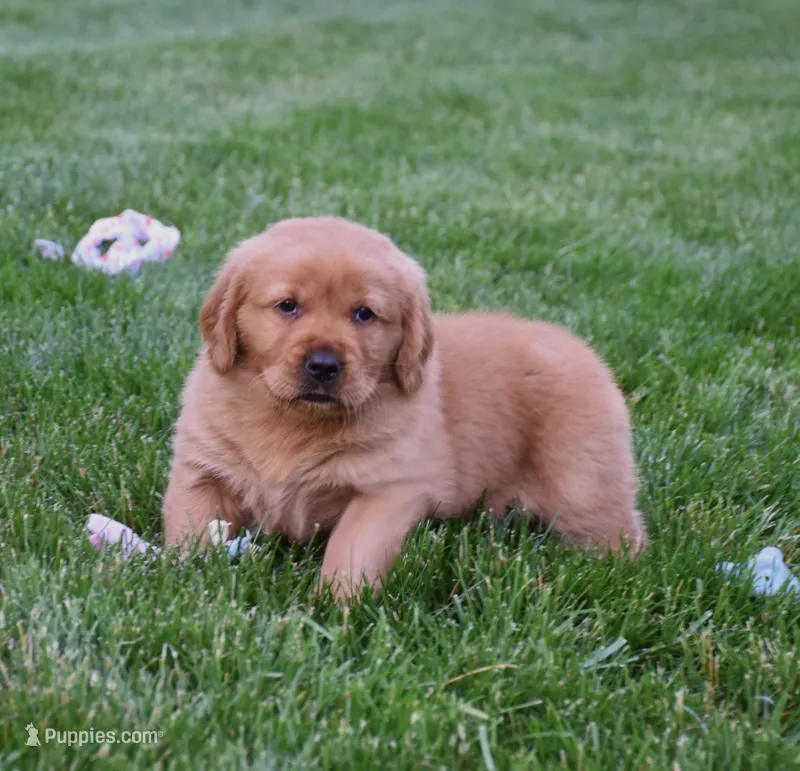 Augusta  – Golden Retriever puppy for sale in Fredericksburg, OH