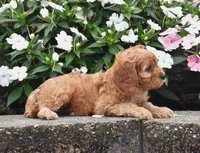 Oliver, a male Cavapoo for sale in Fredericksburg, OH – 3 of 3