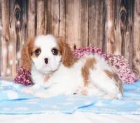 Dalton, a male Cavalier King Charles Spaniel for sale in Fredericksburg, OH – 2 of 5