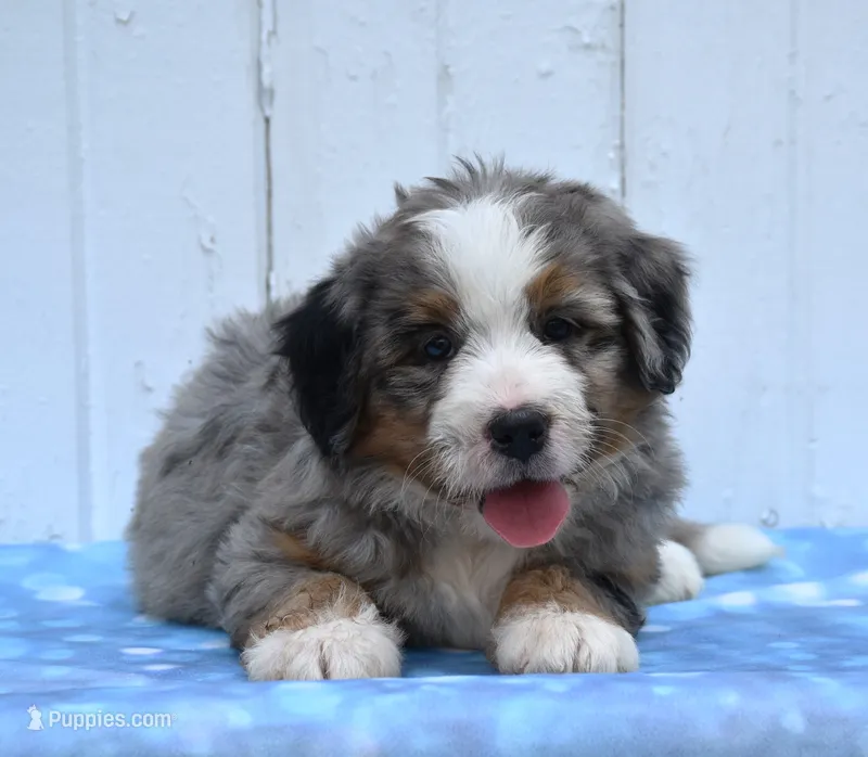 Clover  – Miniature Bernedoodle puppy for sale in Fredericksburg, OH