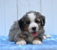 Clover , a female Miniature Bernedoodle for sale in Fredericksburg, OH – 1 of 3