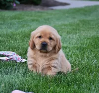 Andi, a female Golden Retriever for sale in Fredericksburg, OH – 2 of 4