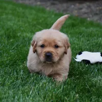 Atlas , a male Golden Retriever for sale in Fredericksburg, OH – 2 of 4