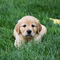 Opal, a male Golden Retriever for sale in Fredericksburg, OH – 4 of 4