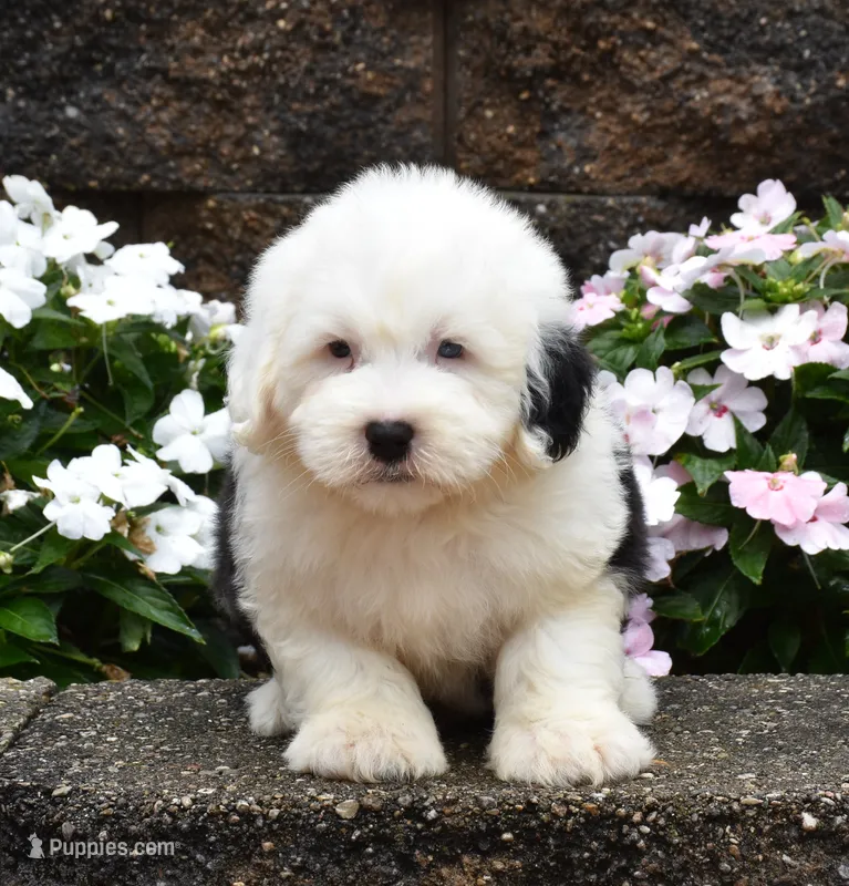Mario 1 BLUE EYE – Old English Sheepdog puppy for sale in Fredericksburg, OH
