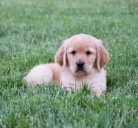 Halo, a female Golden Retriever for sale in Fredericksburg, OH – 3 of 4