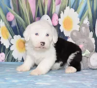 Traci - 2 blue eyes, a female Old English Sheepdog for sale in Fredericksburg, OH – Photo 3 of 3