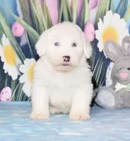 Traci - 2 blue eyes, a female Old English Sheepdog for sale in Fredericksburg, OH – Photo 1 of 3