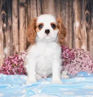 Derby, a male Cavalier King Charles Spaniel for sale in Fredericksburg, OH – 4 of 5