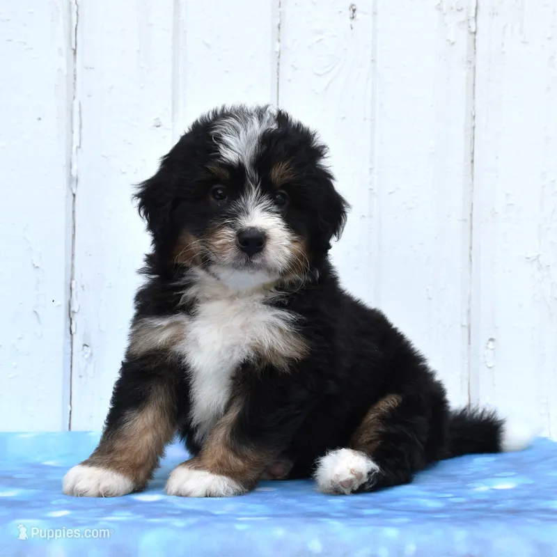 Case – Miniature Bernedoodle puppy for sale in Fredericksburg, OH