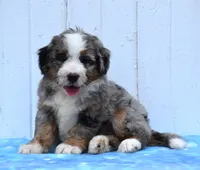 Clover , a female Miniature Bernedoodle for sale in Fredericksburg, OH – 2 of 3