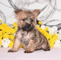 Juniper, a female Cairn Terrier for sale in Fredericksburg, OH – 1 of 3