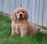 Hugo, a male Golden Retriever for sale in Fredericksburg, OH – 2 of 4
