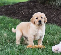 Odie, a male Golden Retriever for sale in Fredericksburg, OH – 2 of 4