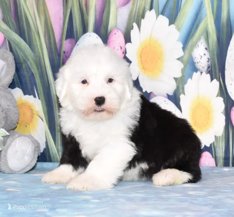 Toffee – Old English Sheepdog puppy for sale in Fredericksburg, OH
