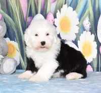 Toffee, a female Old English Sheepdog for sale in Fredericksburg, OH – Photo 1 of 3
