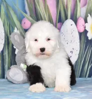 Toffee, a female Old English Sheepdog for sale in Fredericksburg, OH – Photo 2 of 3