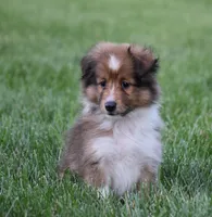 Nova, a male Shetland Sheepdog for sale in Fredericksburg, OH – 3 of 4