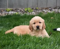 Ginger, a female Golden Retriever for sale in Fredericksburg, OH – 1 of 4