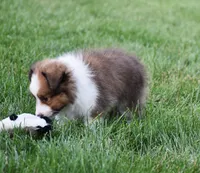 Nico, a male Shetland Sheepdog for sale in Fredericksburg, OH – 4 of 4