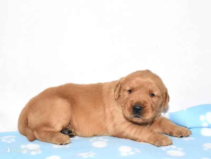 Annabella – Golden Retriever puppy for sale in Fredericksburg, OH