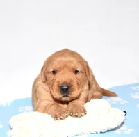 Annabella, a female Golden Retriever for sale in Fredericksburg, OH – Photo 2 of 5