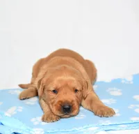Annabella, a female Golden Retriever for sale in Fredericksburg, OH – Photo 5 of 5