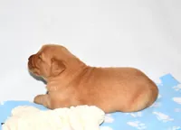 Annabella, a female Golden Retriever for sale in Fredericksburg, OH – Photo 4 of 5