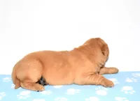 Annabella, a female Golden Retriever for sale in Fredericksburg, OH – Photo 3 of 5