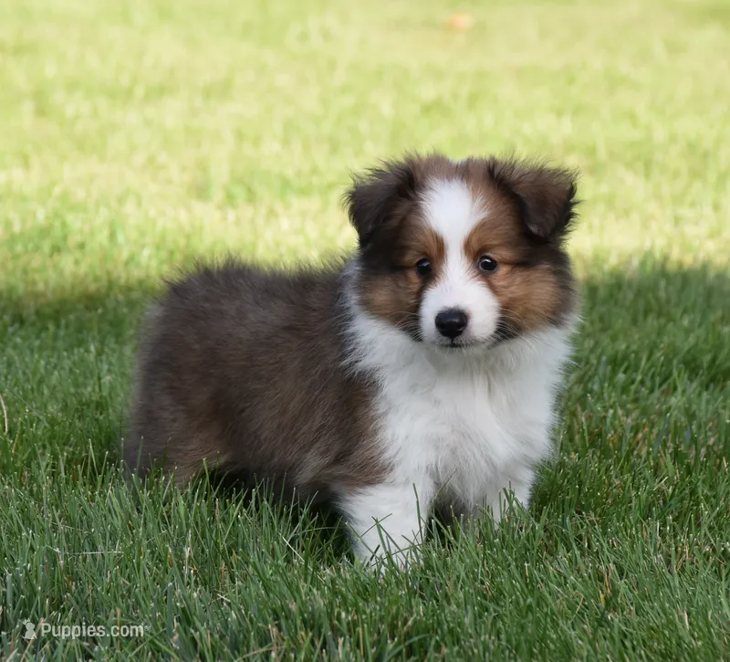 Nico – Shetland Sheepdog puppy for sale in Fredericksburg, OH