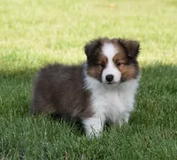 Nico, a male Shetland Sheepdog for sale in Fredericksburg, OH – 1 of 4