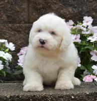Maxie BLUE EYES, a female Old English Sheepdog for sale in Fredericksburg, OH – 2 of 3