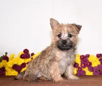 Kasha, a female Cairn Terrier for sale in Fredericksburg, OH – 2 of 3