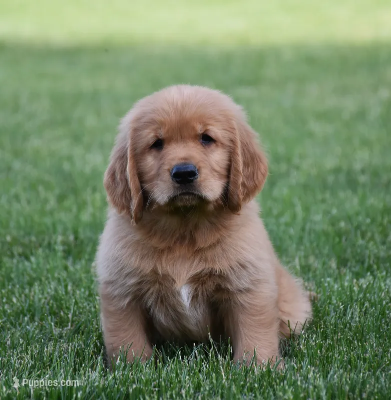 Hugo – Golden Retriever puppy for sale in Fredericksburg, OH