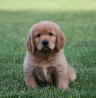 Hugo, a male Golden Retriever for sale in Fredericksburg, OH – 1 of 4