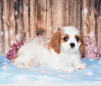 Dexter, a male Cavalier King Charles Spaniel for sale in Fredericksburg, OH – 2 of 4