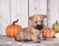 Neptune , a male Cairn Terrier for sale in Fredericksburg, OH – 3 of 4