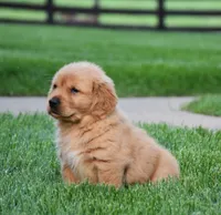 Adayah, a female Golden Retriever for sale in Fredericksburg, OH – 3 of 4