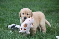 Otis, a male Golden Retriever for sale in Fredericksburg, OH – 6 of 6